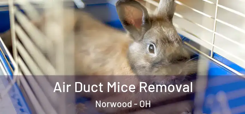  Air Duct Mice Removal Norwood - OH